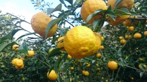 JAPANESE CITRUS YUZU